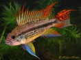 /album/peixes-ornamentais/apistogramma-cacatuoides-super-red-1-jpg/
